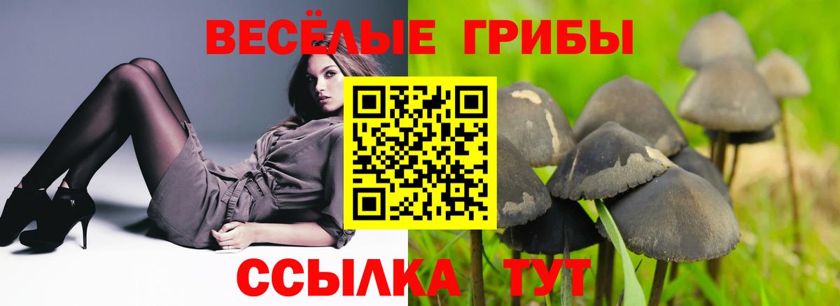 Галлюциногенные грибы Psilocybine cubensis Сунжа